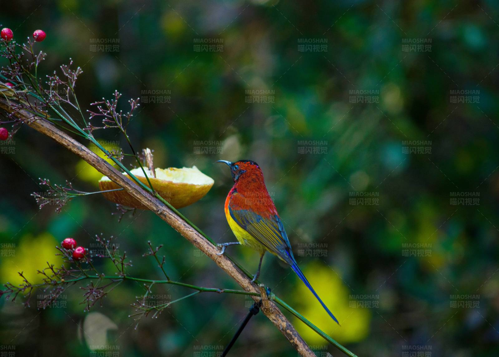 藍(lán)喉太陽(yáng)鳥(niǎo) 枝頭覓食 果香四溢