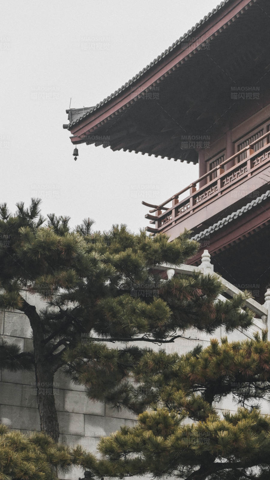 古寺松柏
