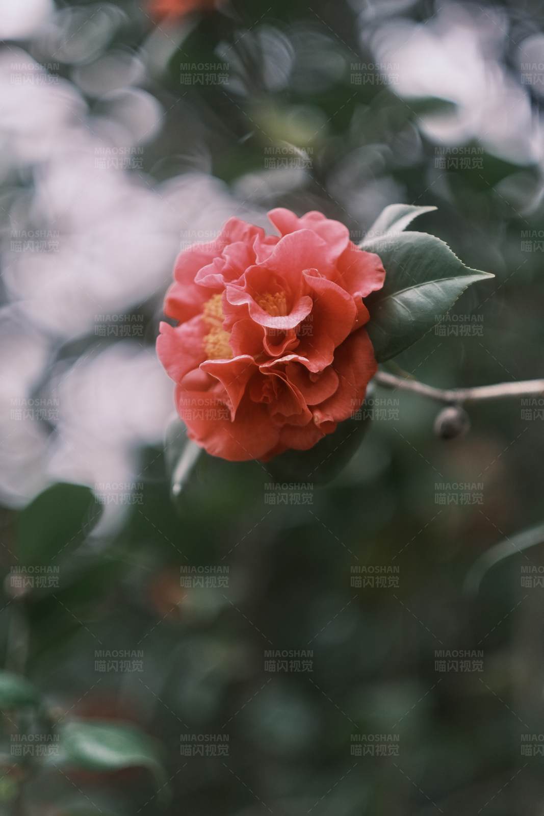盛開的山茶花