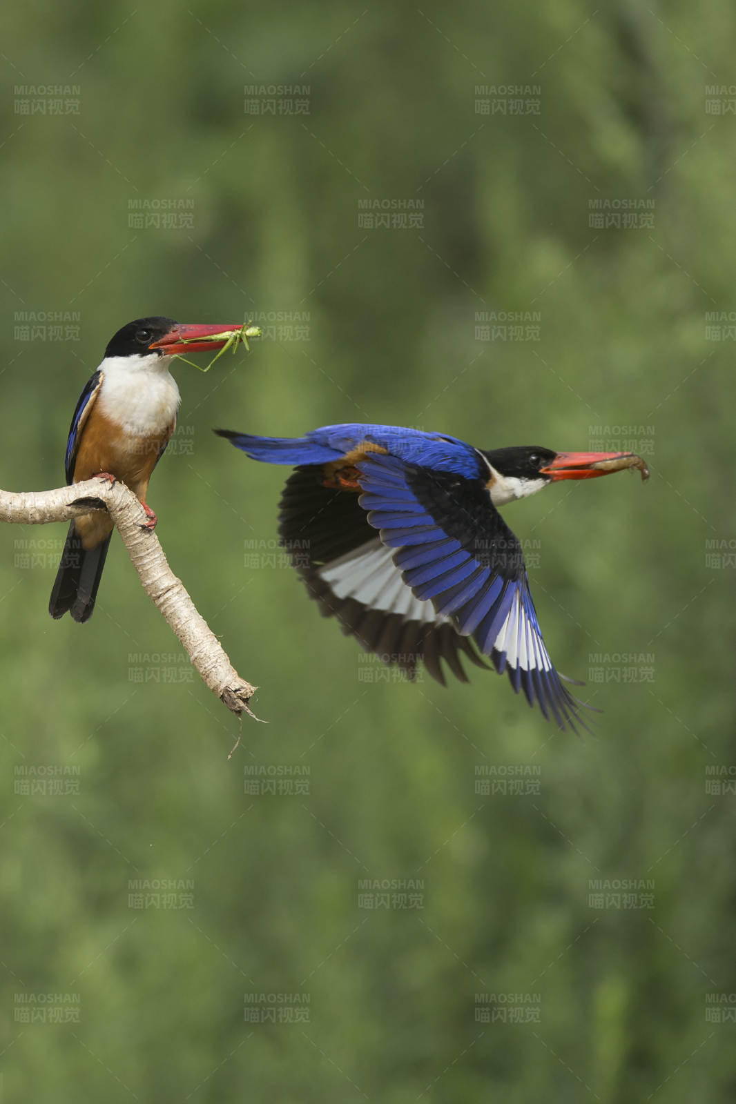 翠鳥捕食瞬間