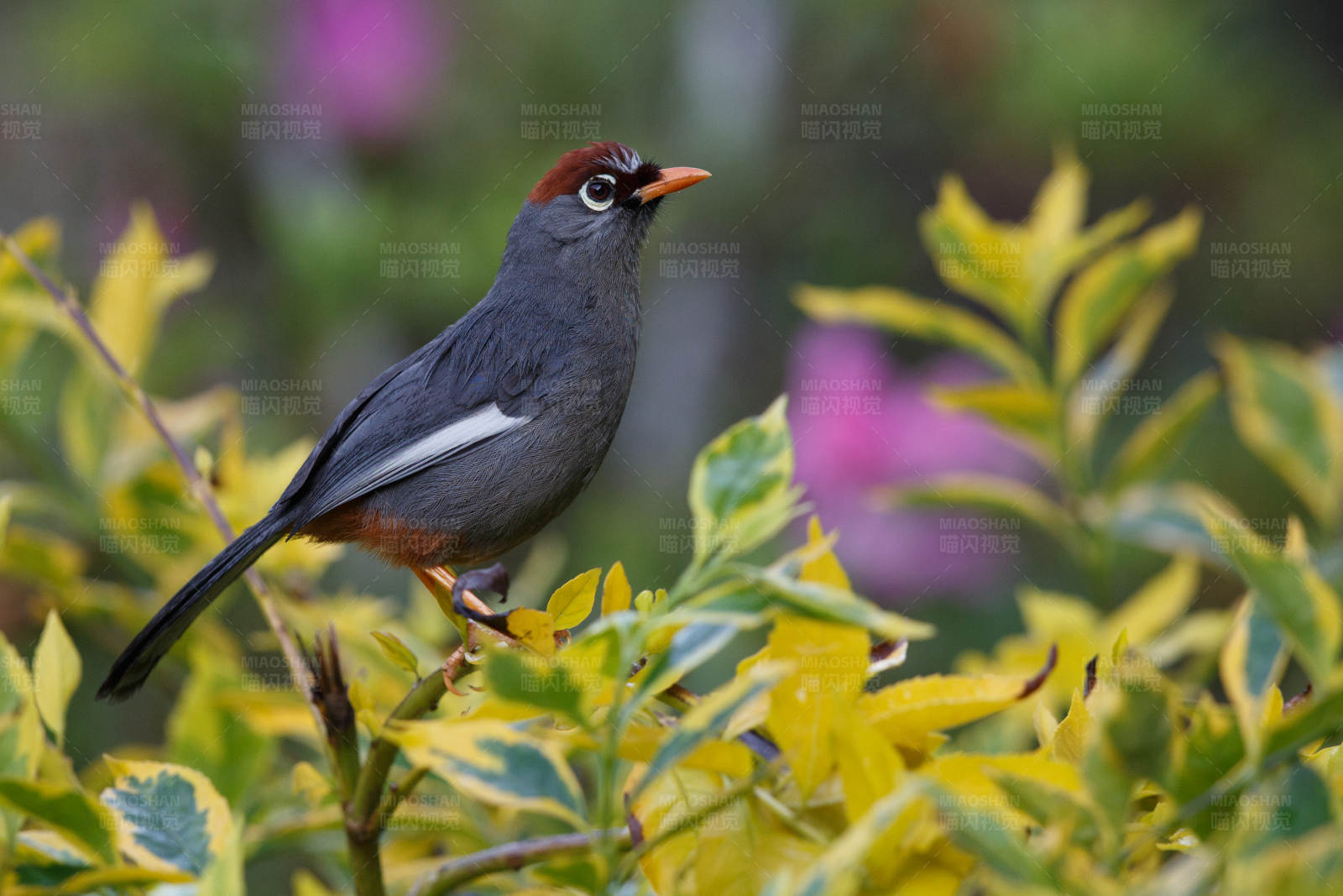 紅頂鳥棲息在黃葉間