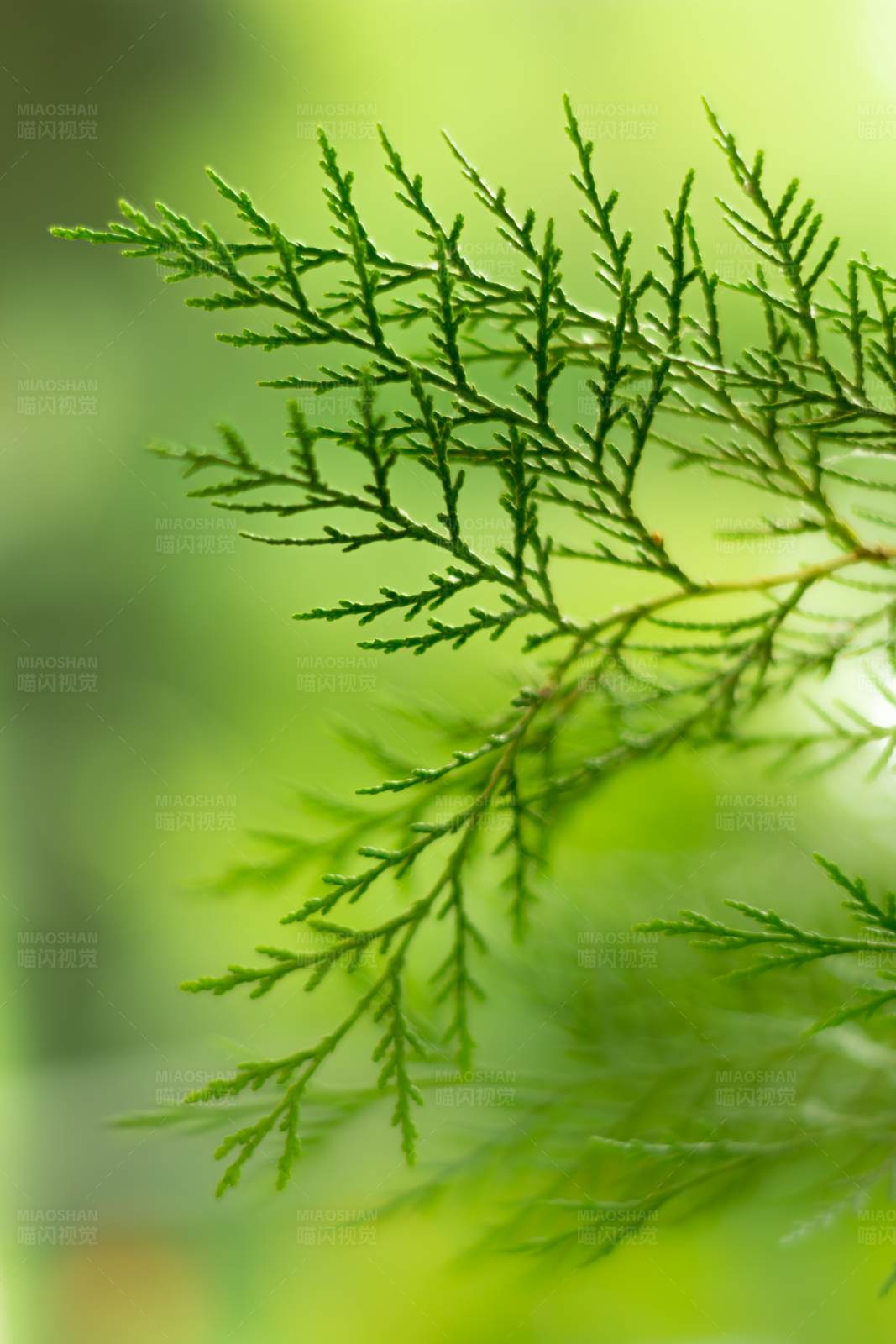 翠綠柏樹葉