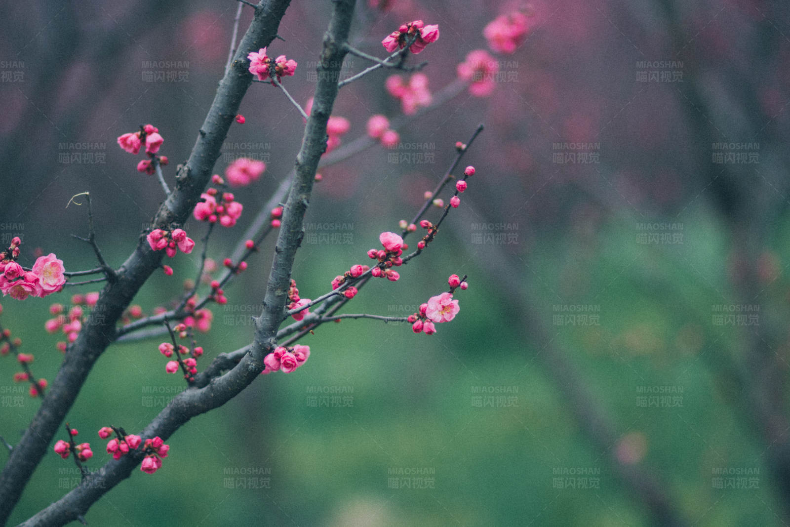 梅花綻放 春意盎然
