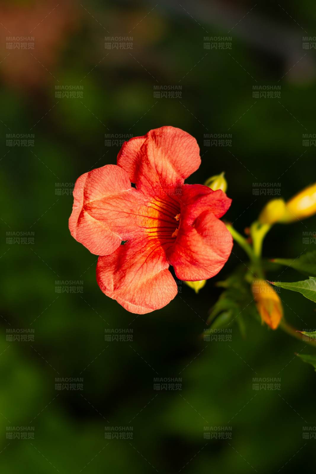 凌霄花特寫