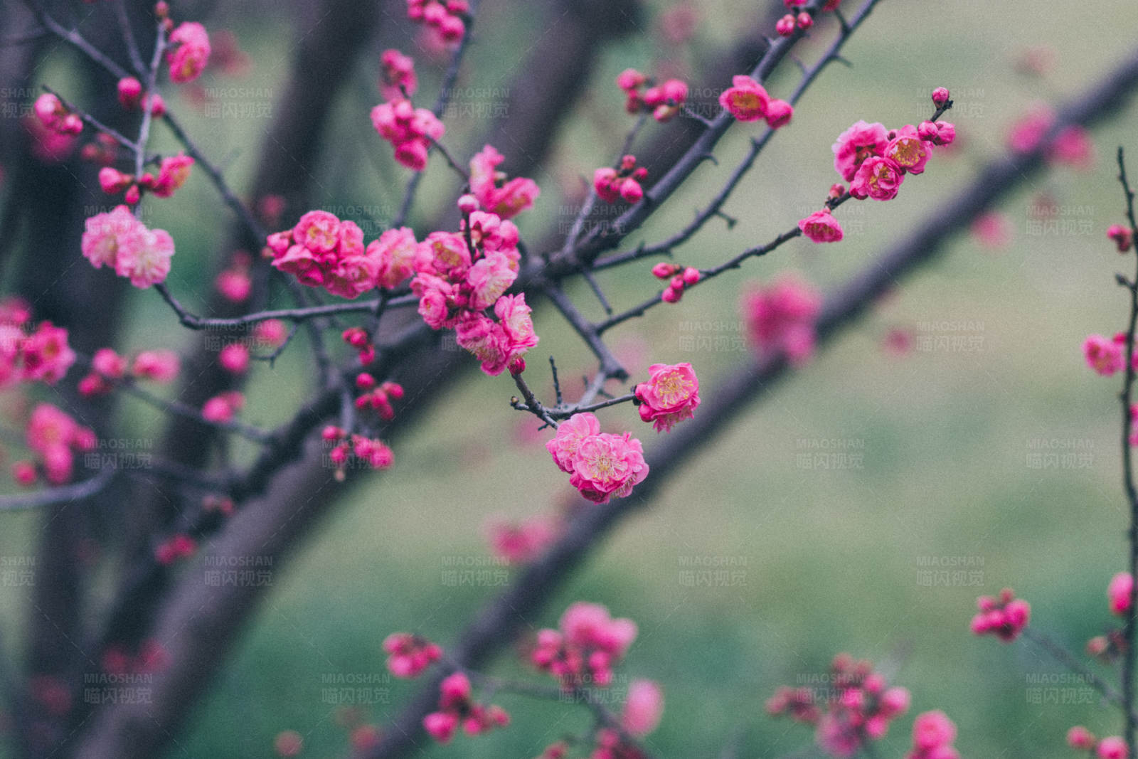 粉色梅花绽放