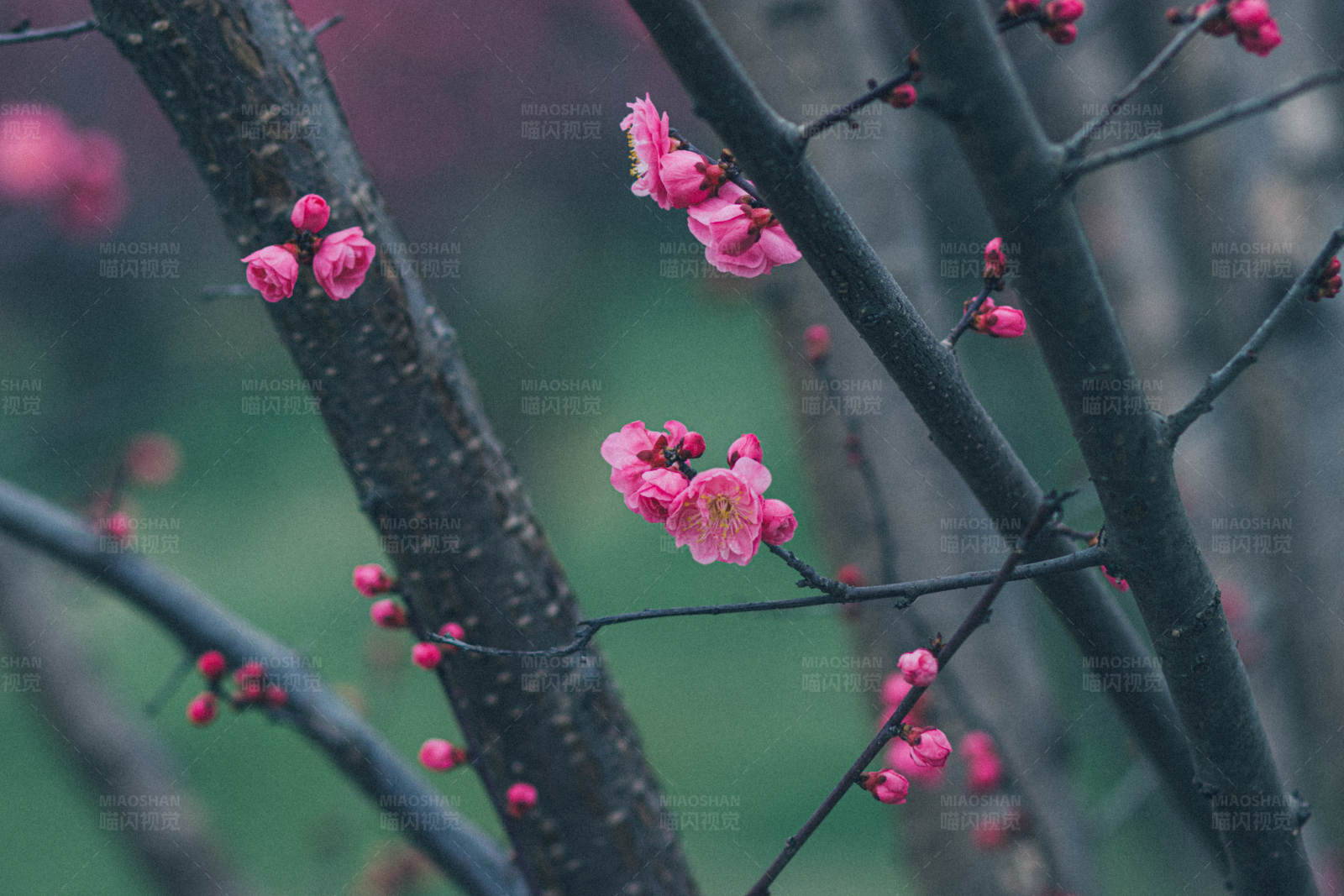 梅花綻放 春意盎然