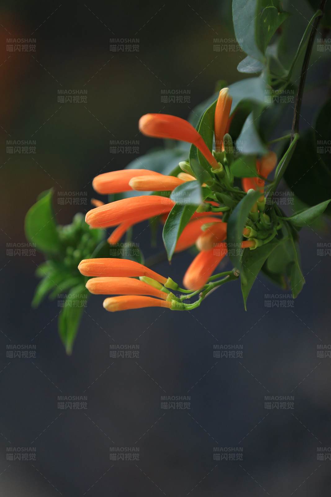 橙色炮仗花
