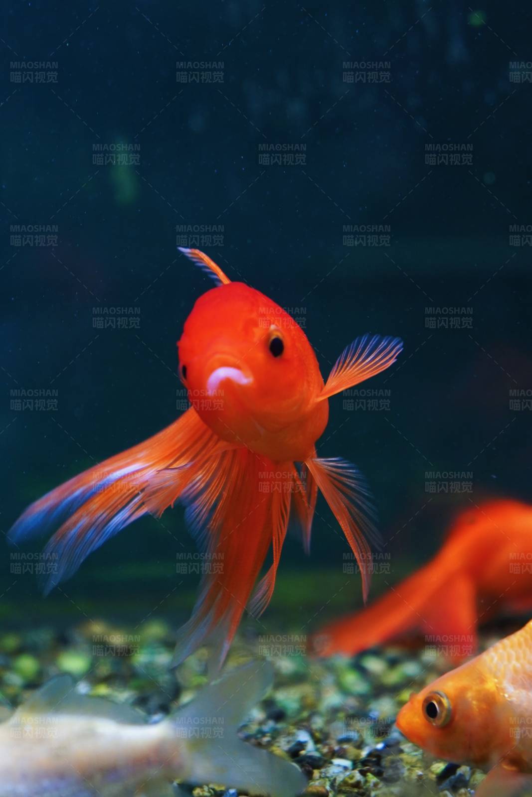 金魚水中游