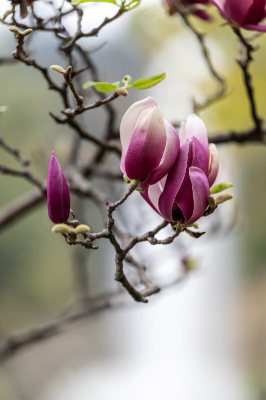 紫玉蘭花蕾綻放