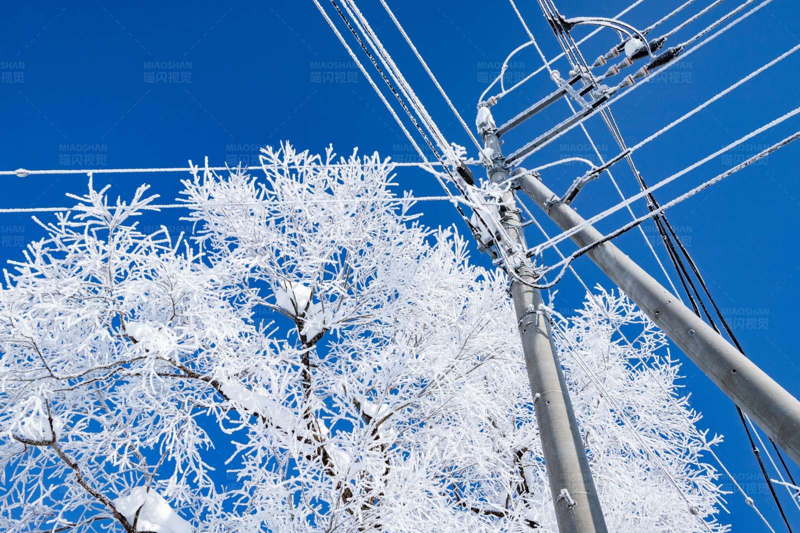 冬日雪景中的電線桿