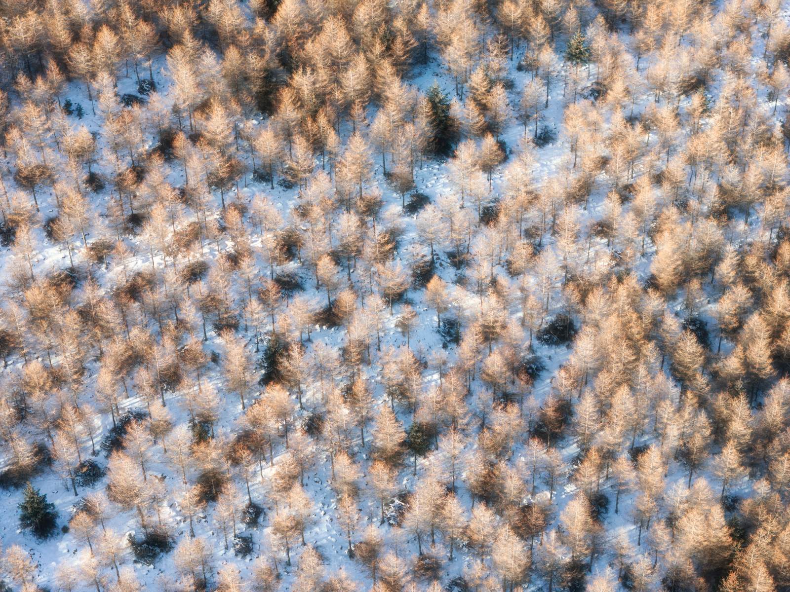 冬日森林雪景