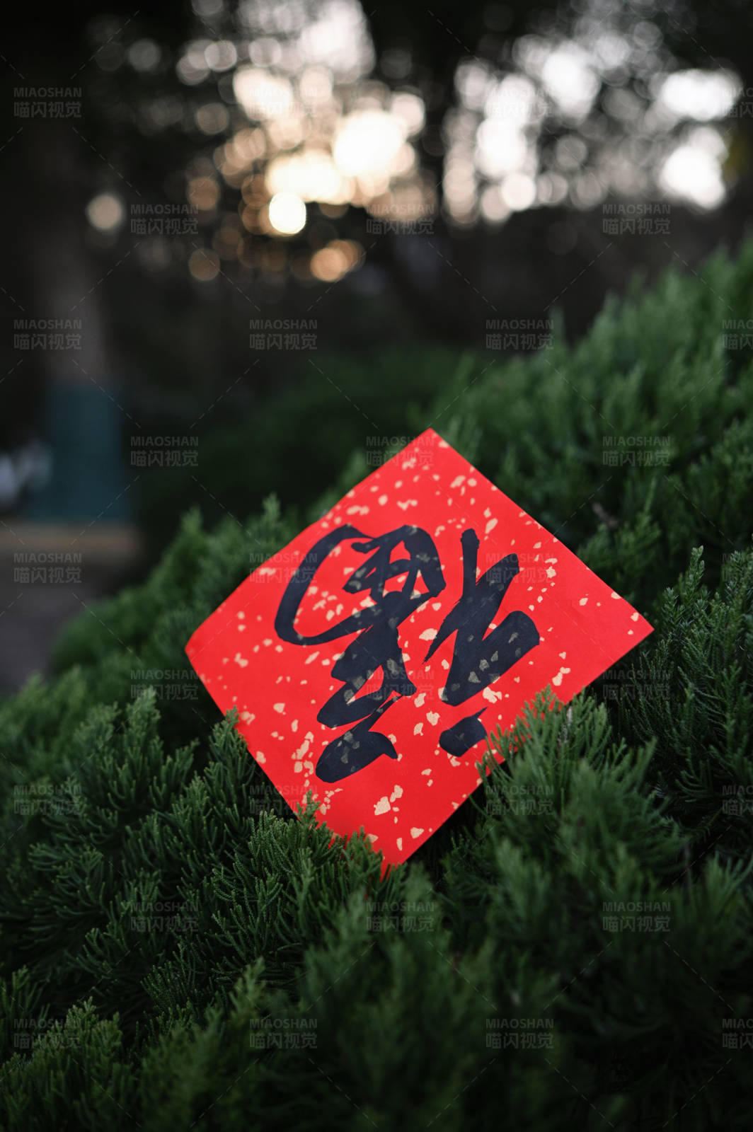 紅紙黑字綠植間