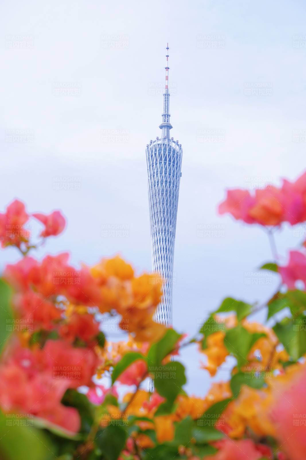 廣州塔花間景
