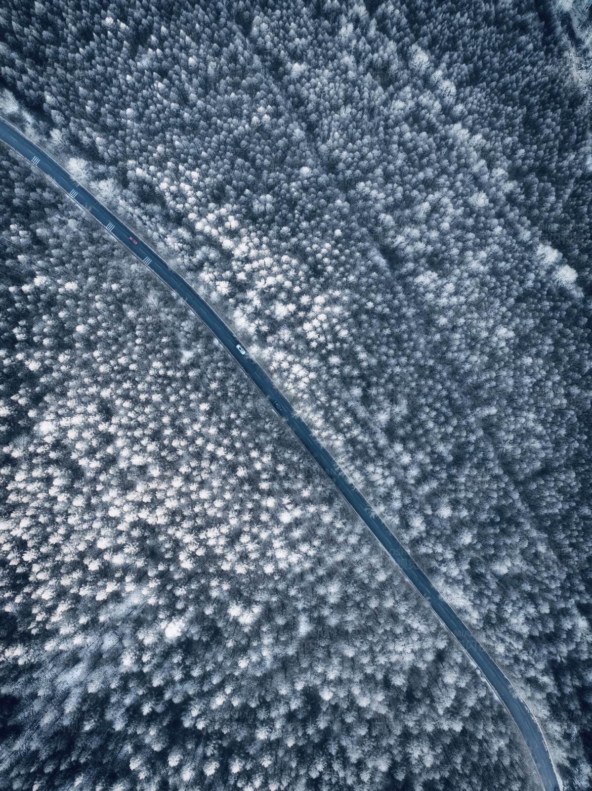 雪中森林之路