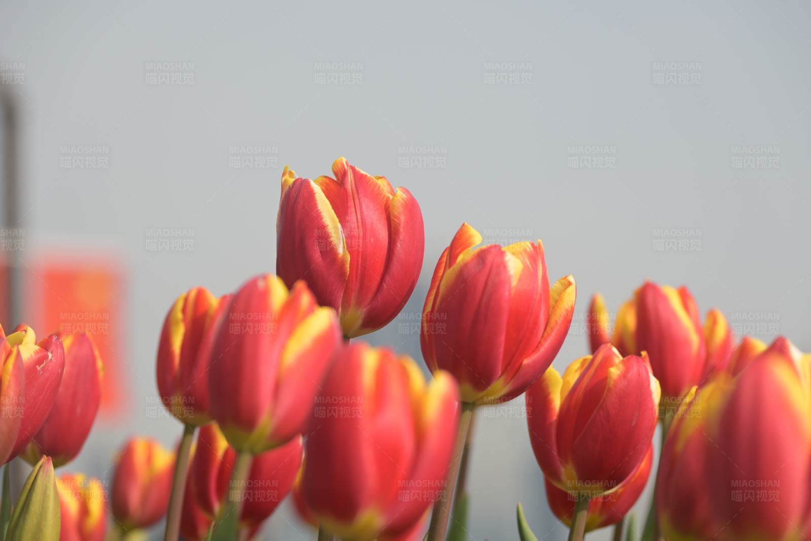 紅色郁金香花海
