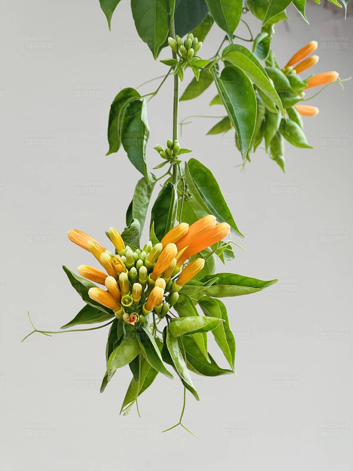 炮仗花