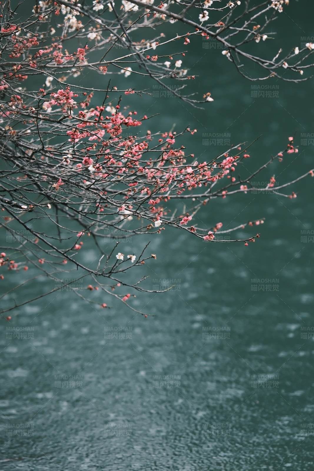 湖畔花枝