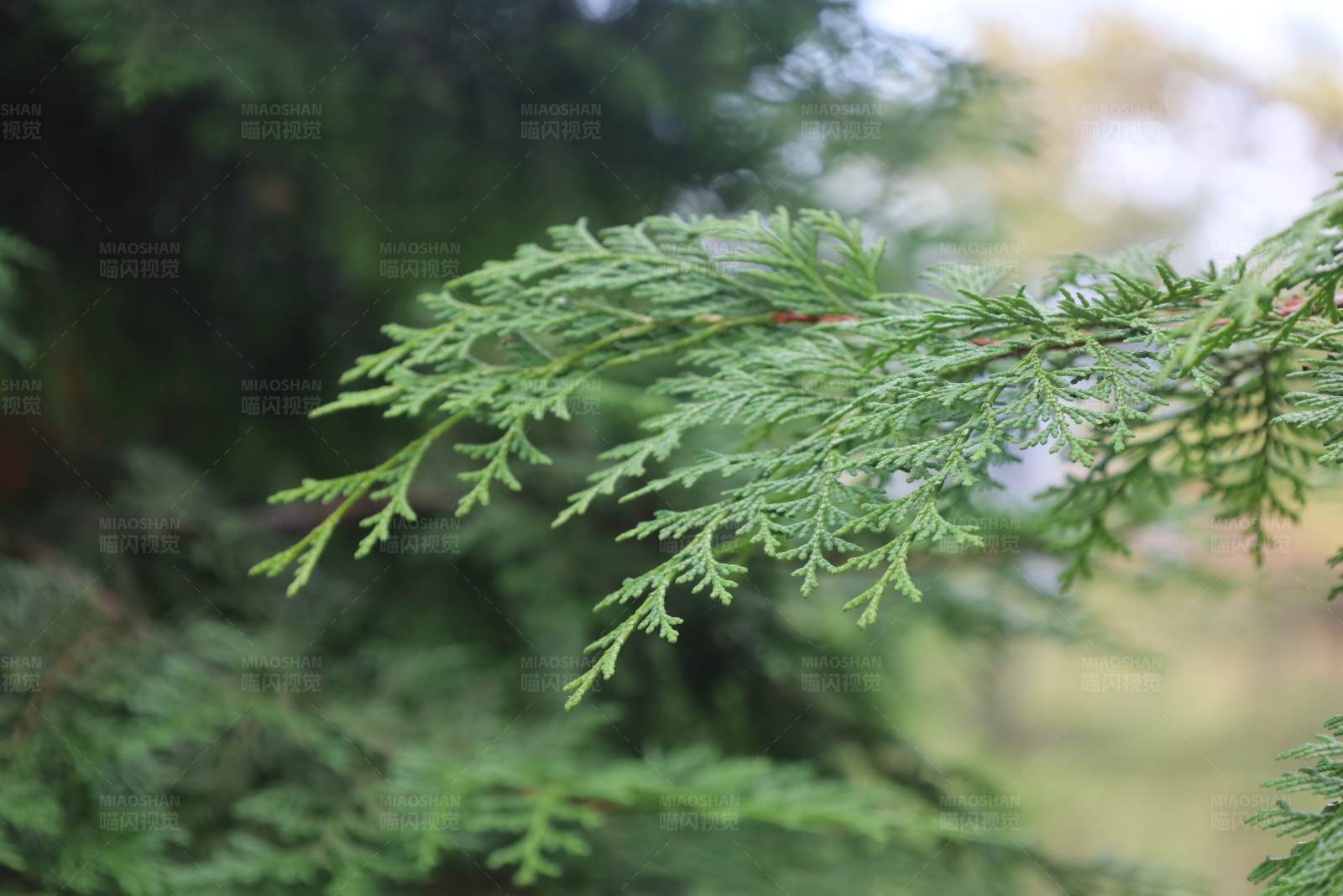 柏樹枝頭露珠晶瑩