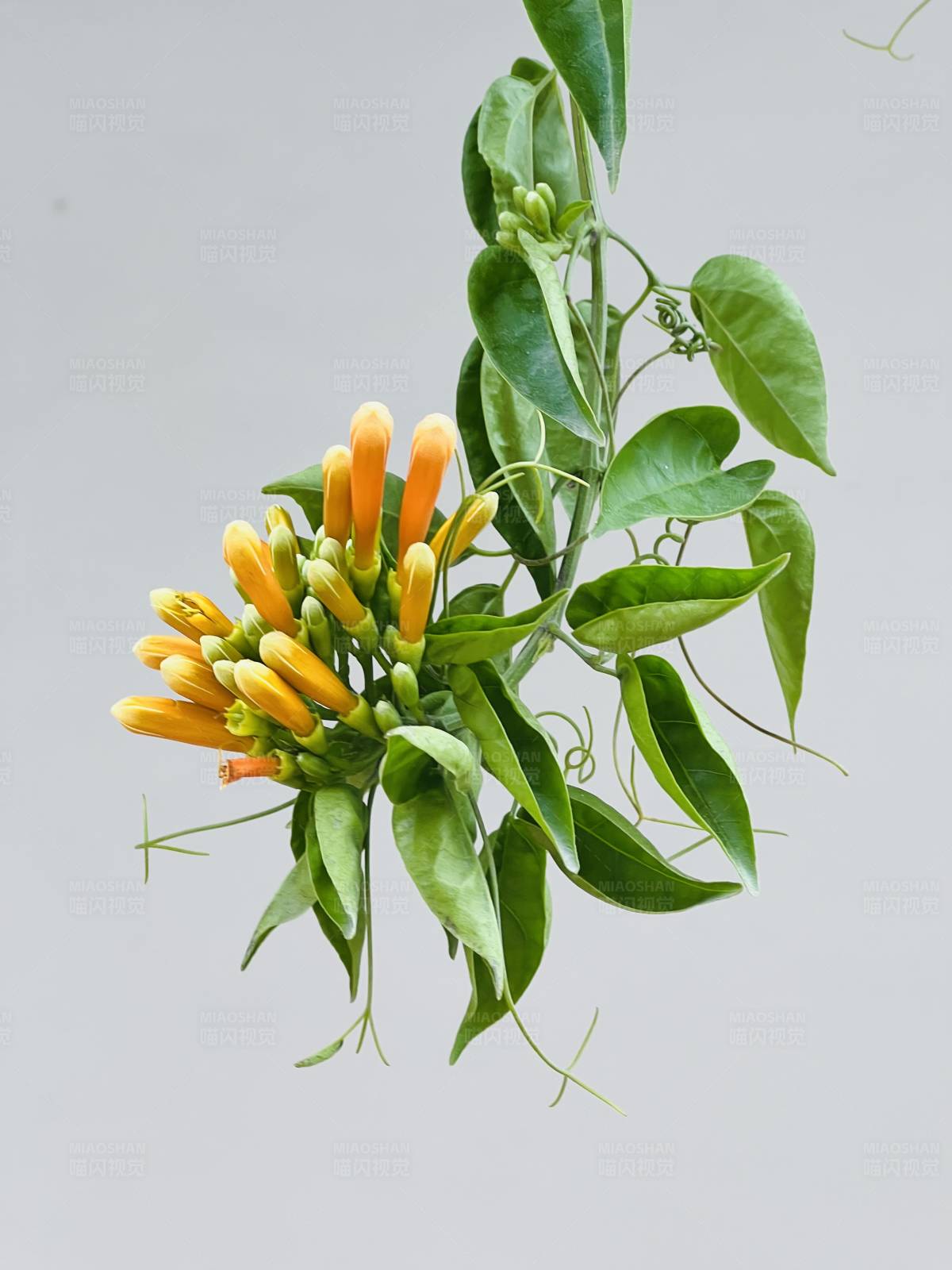 炮仗花