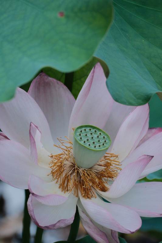 蓮花特寫
