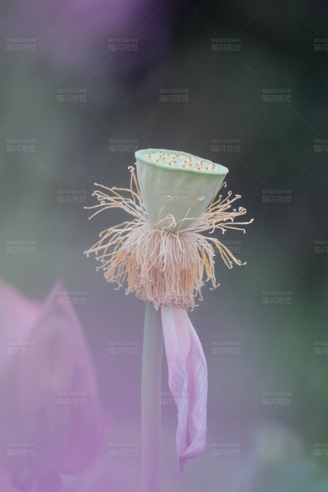 凋謝的蓮花