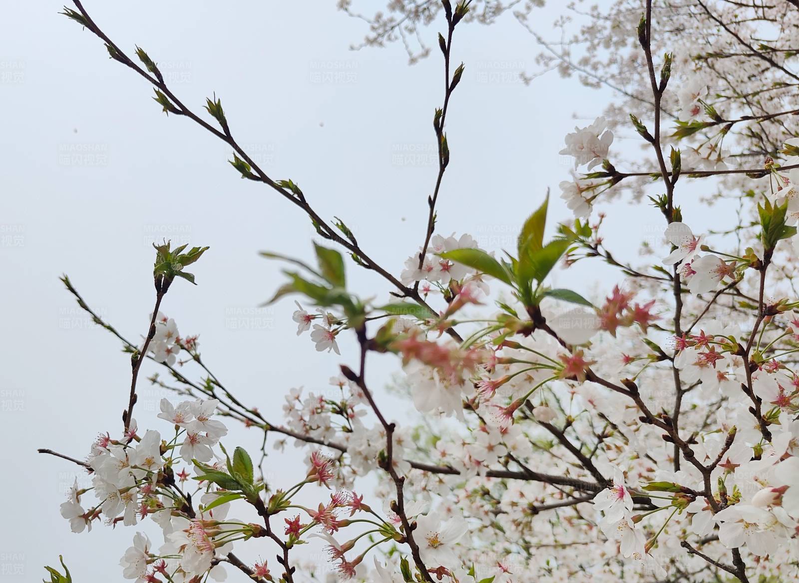 春日樱花绽放
