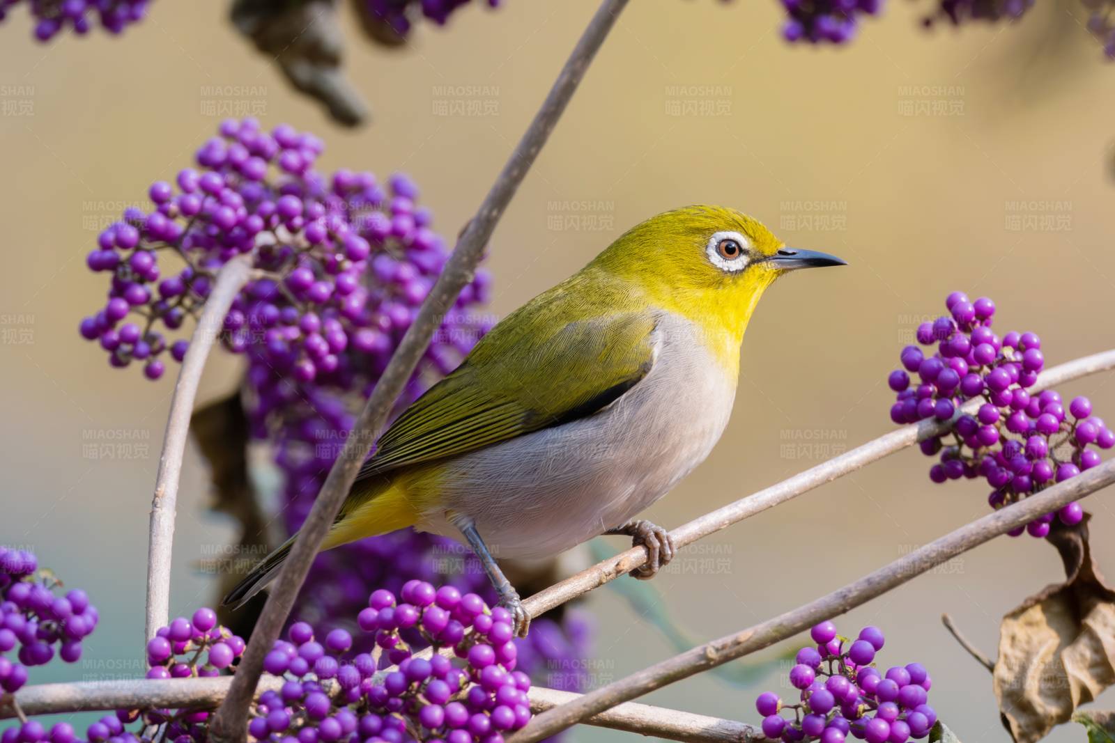 繡眼鳥棲息紫果間