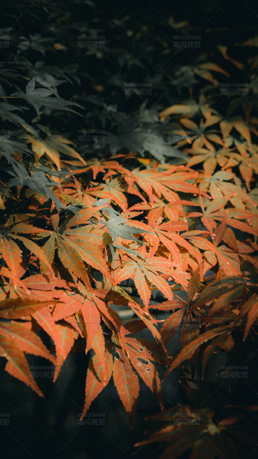 秋日紅葉