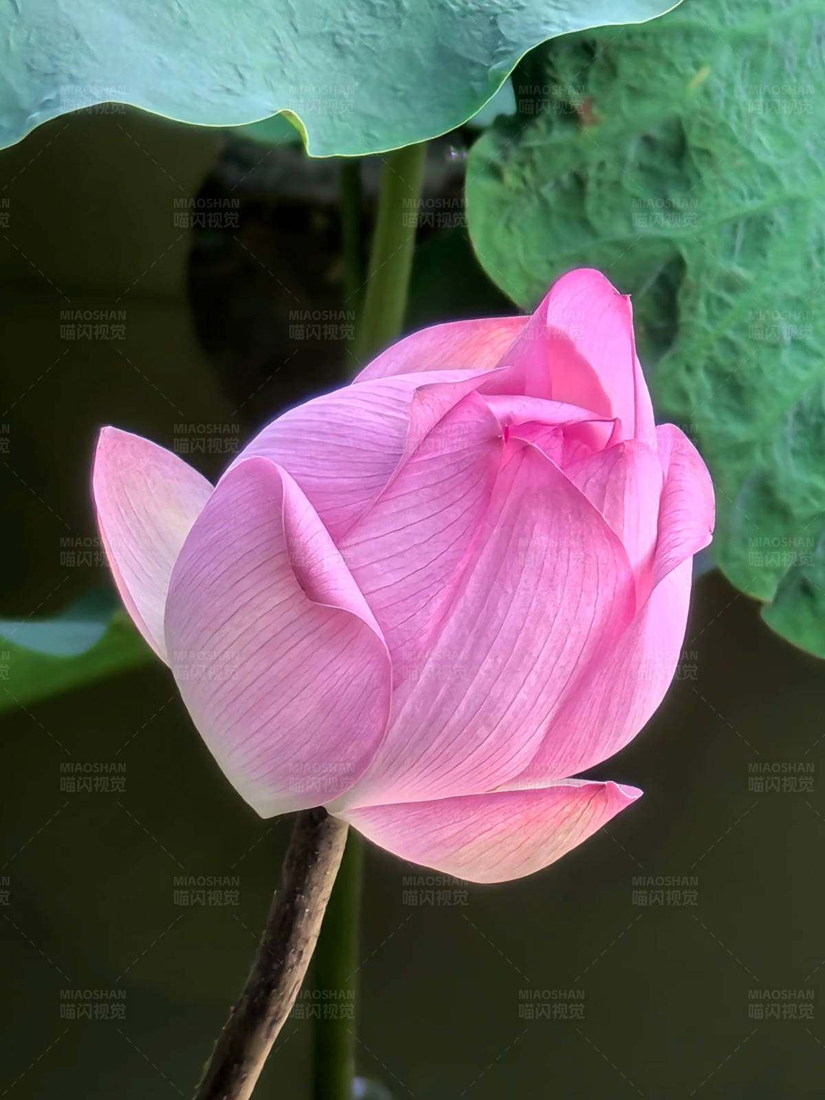 粉紅蓮花初綻