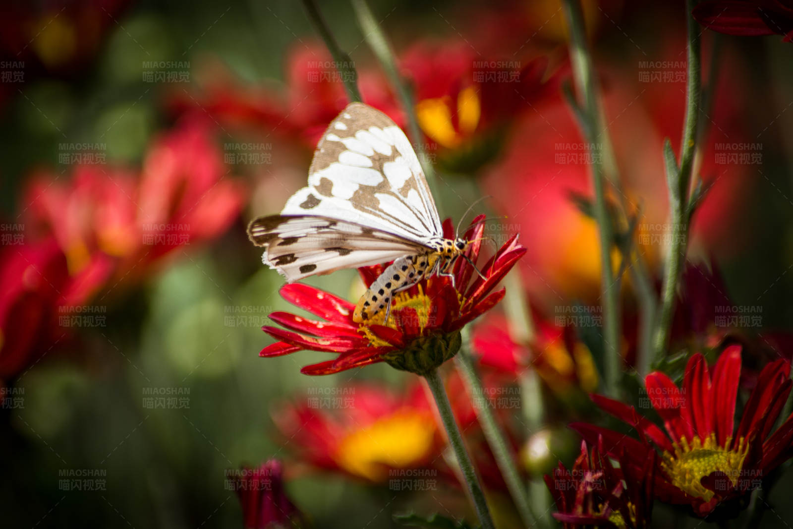 蝴蝶與紅花