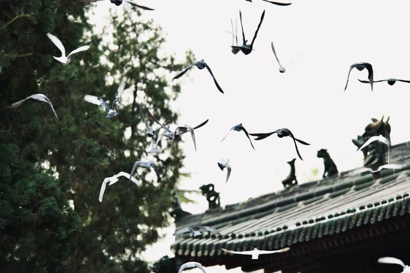 飛鳥掠過古建筑