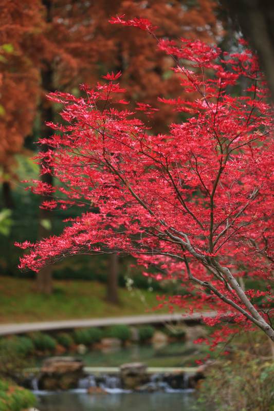 紅楓映水 秋意濃