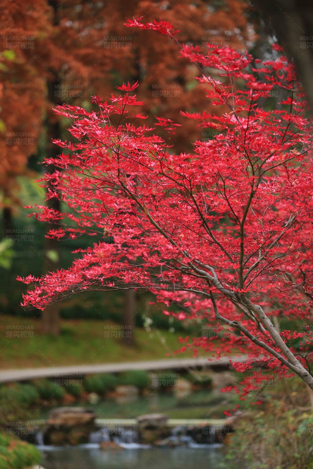 紅楓映水 秋意濃