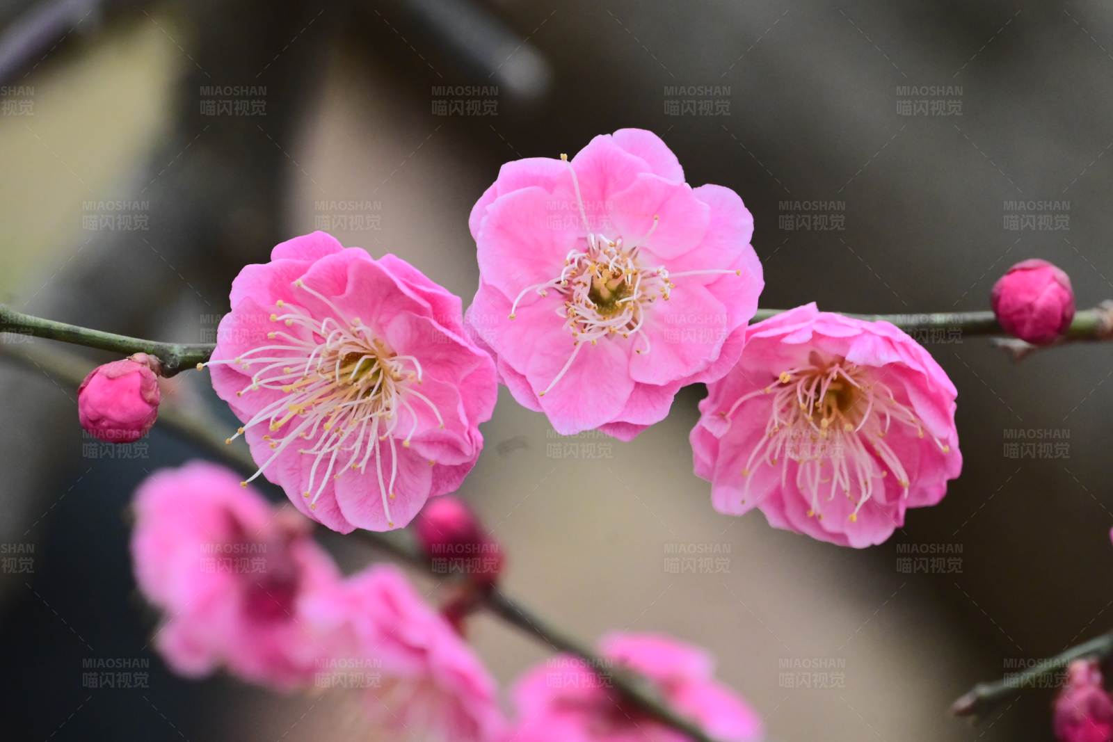 粉色梅花綻放