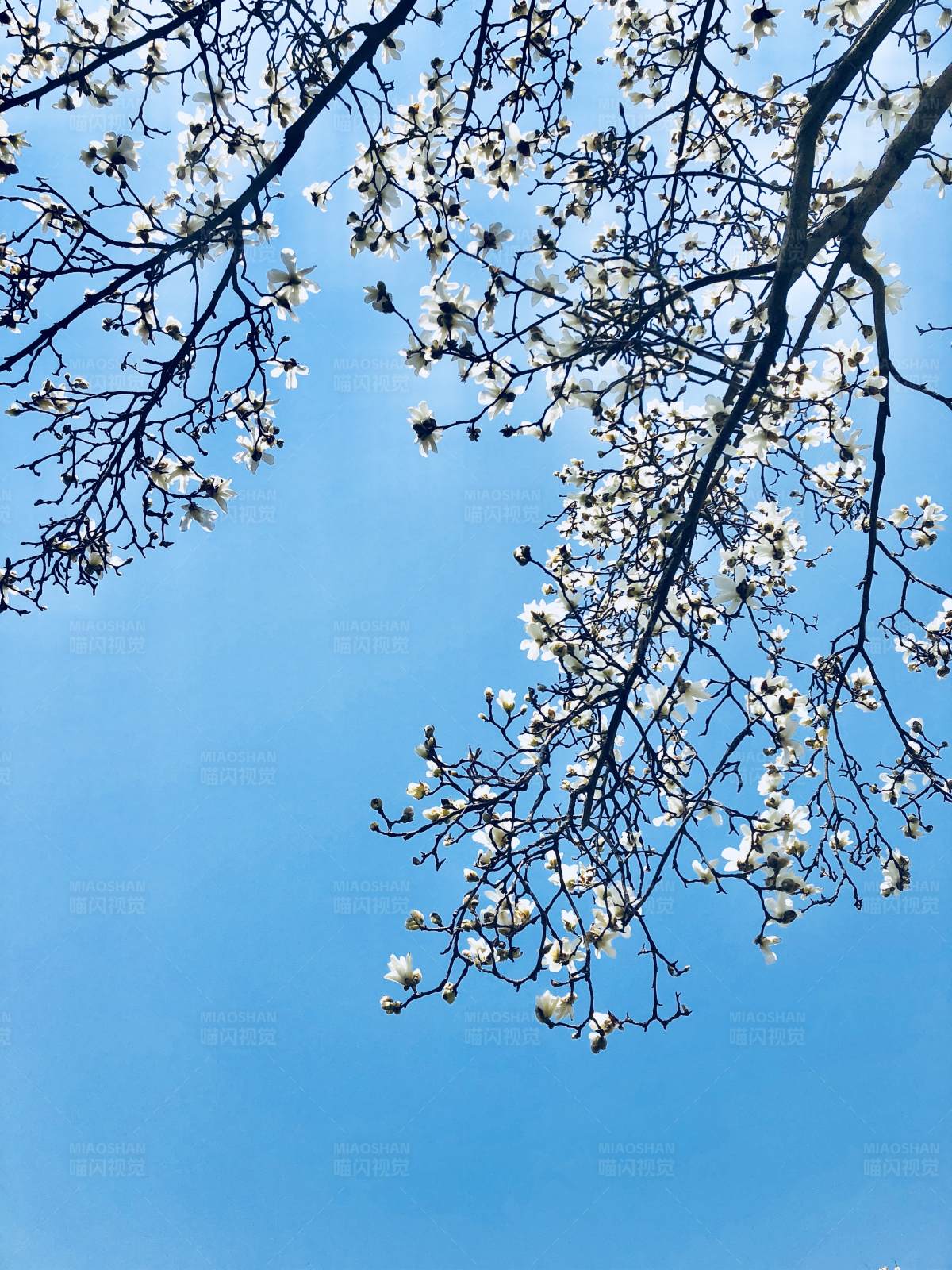 春日花開 藍天相伴