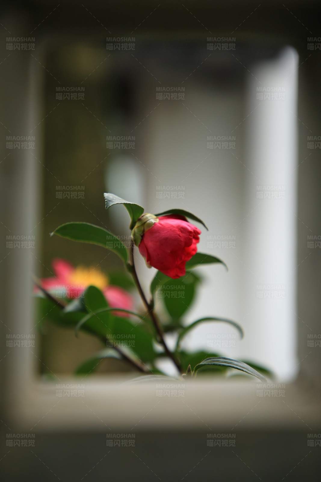 窗邊的紅色花朵