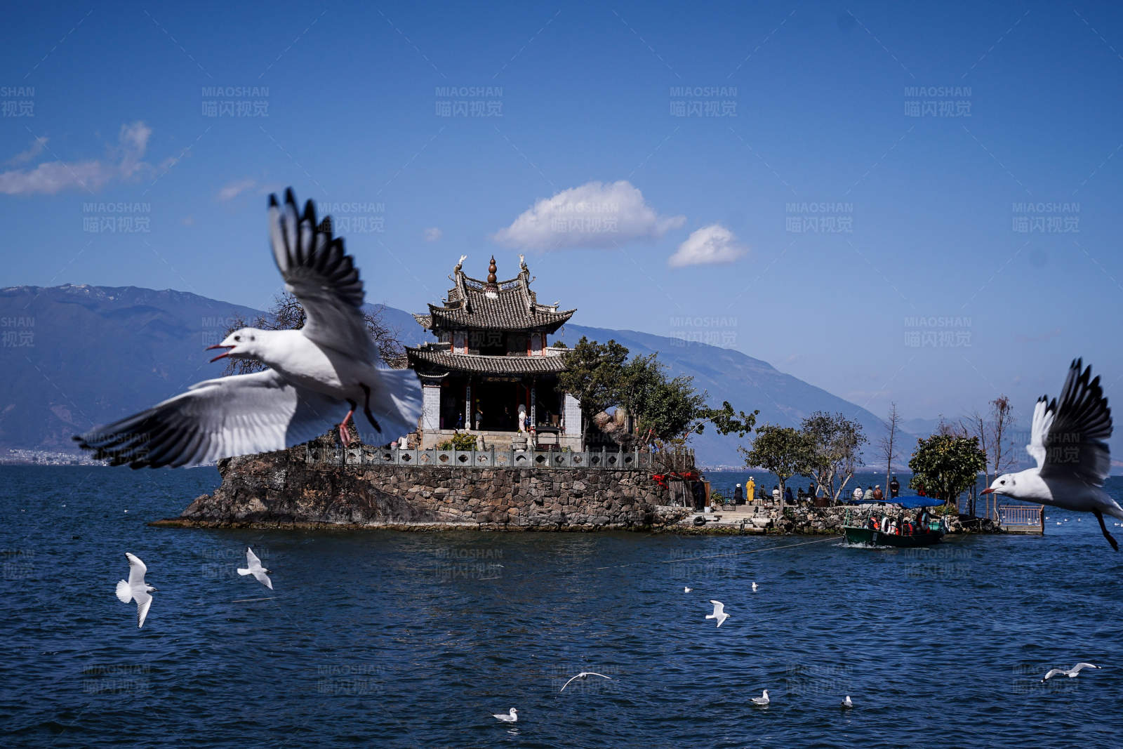 湖心島上的古塔與海鷗