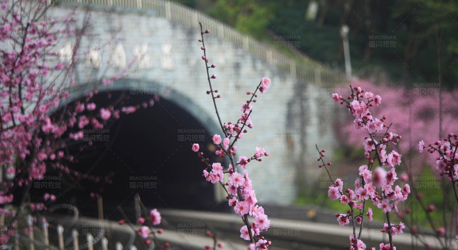 梅花盛開 橋景如畫