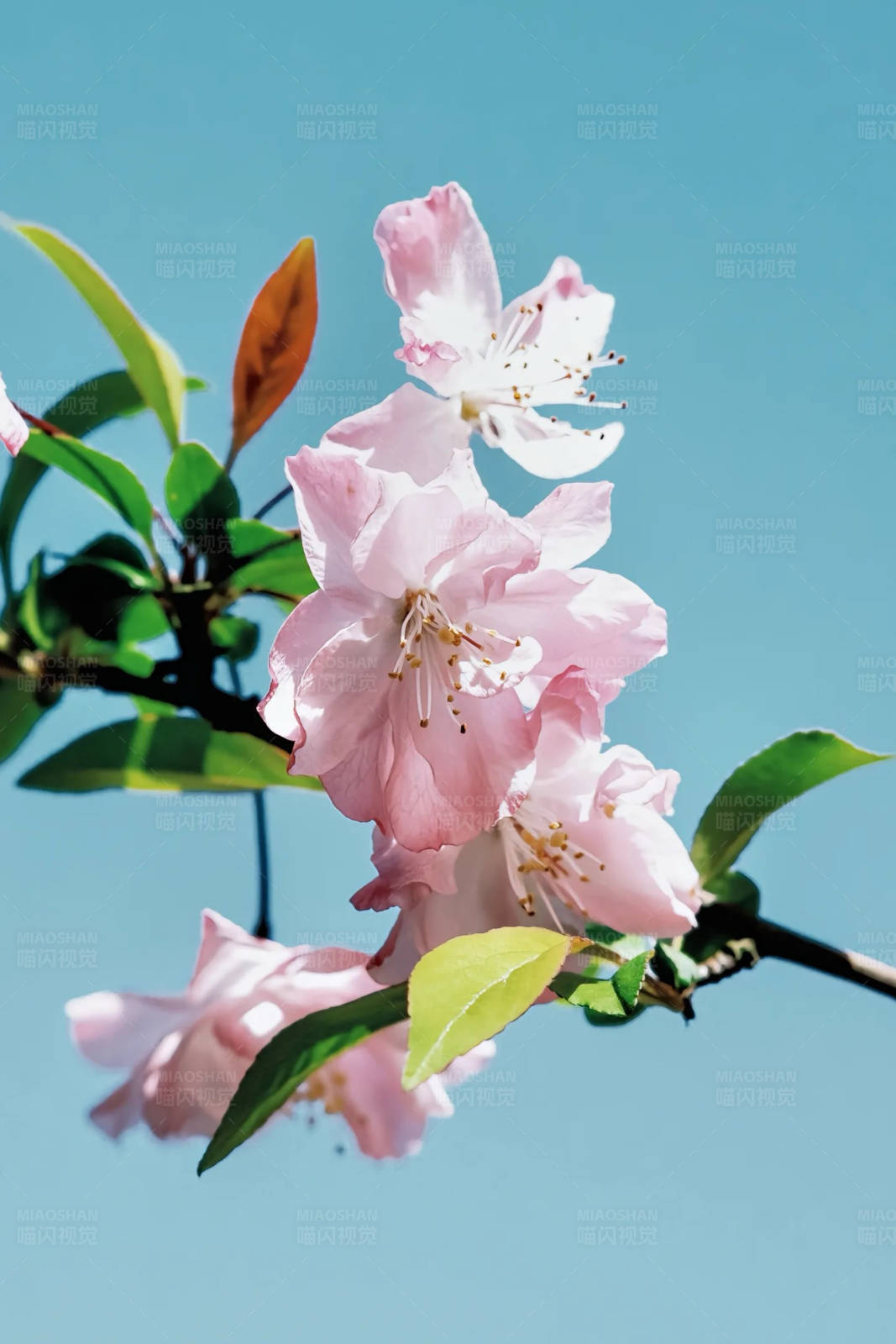 春日花開