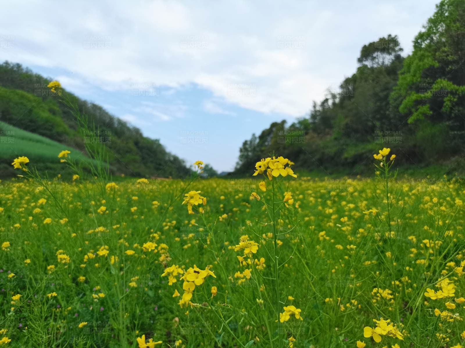 油菜花田
