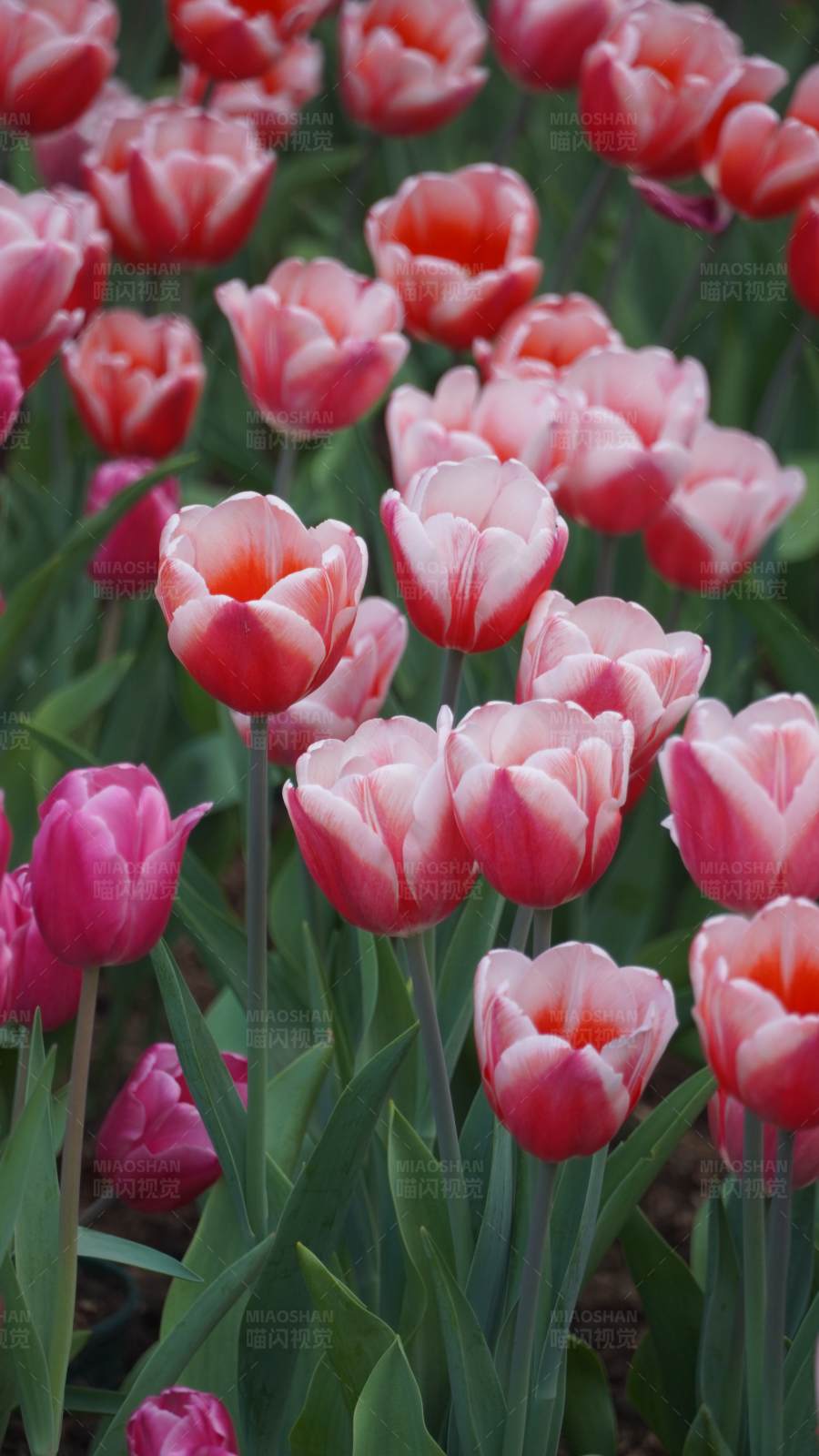 粉色郁金香花海