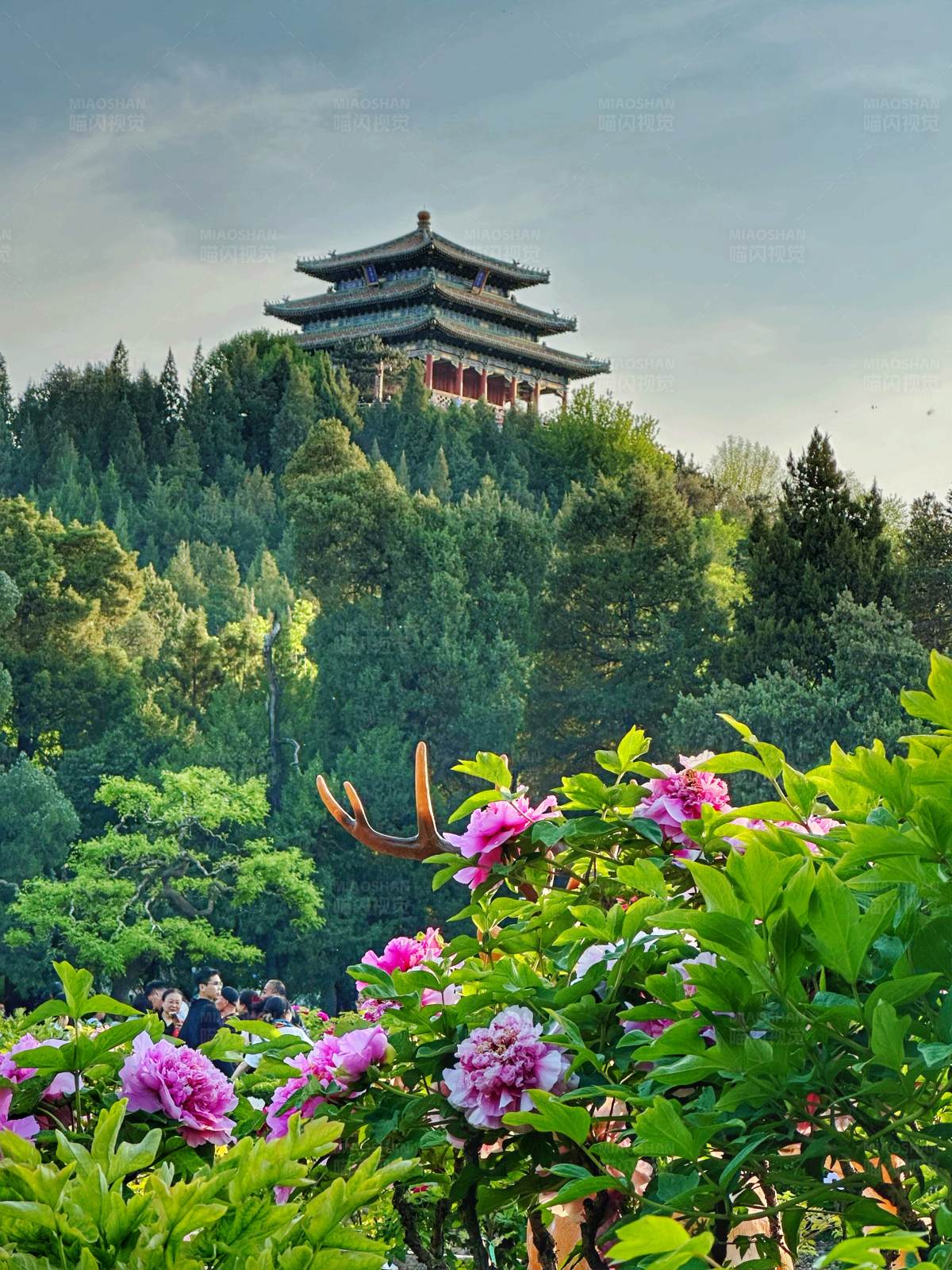 北京景山公園花開時節 古塔映襯
