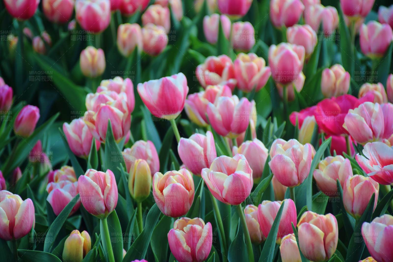 粉色郁金香花海