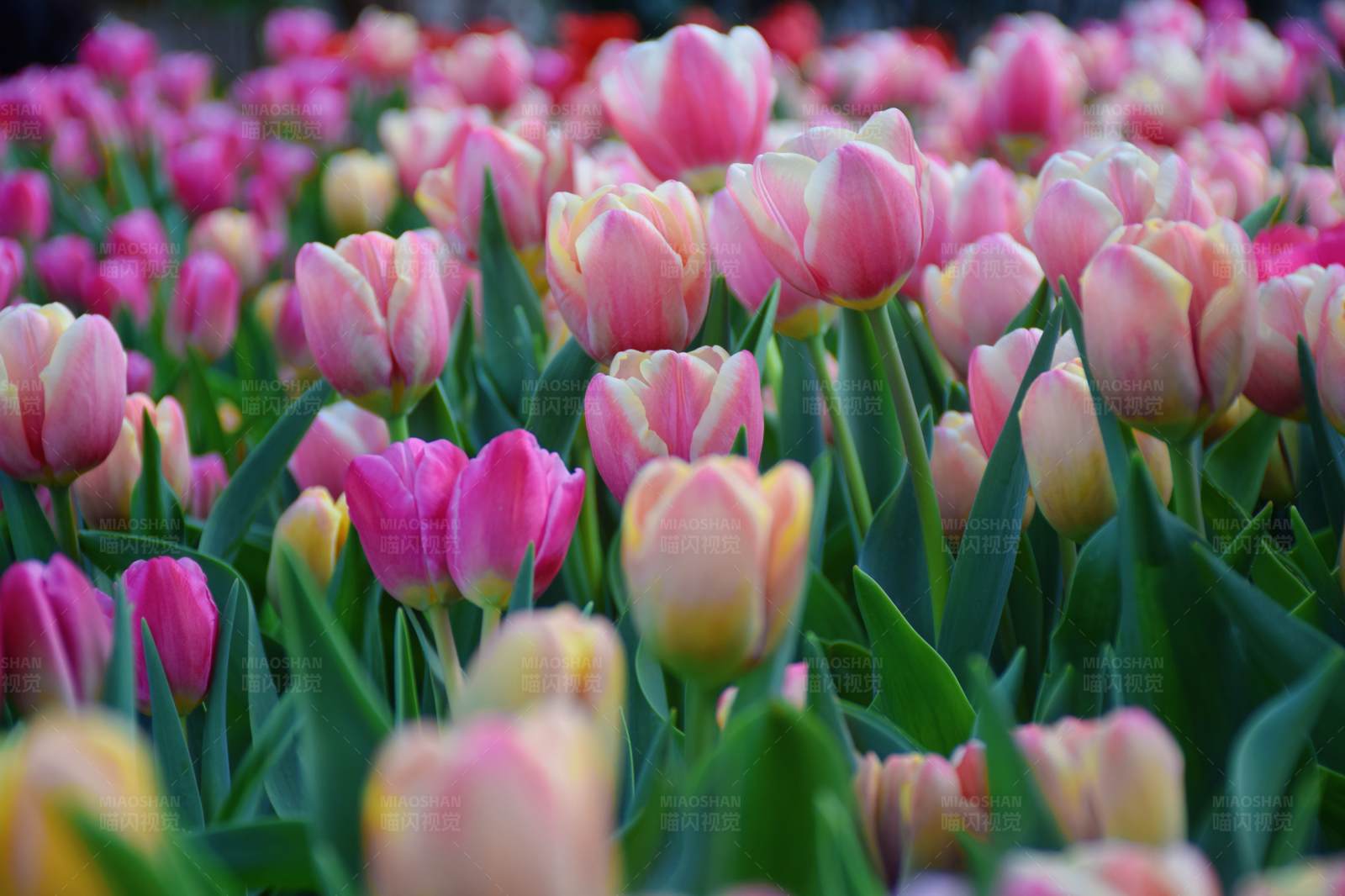 粉色郁金香花海