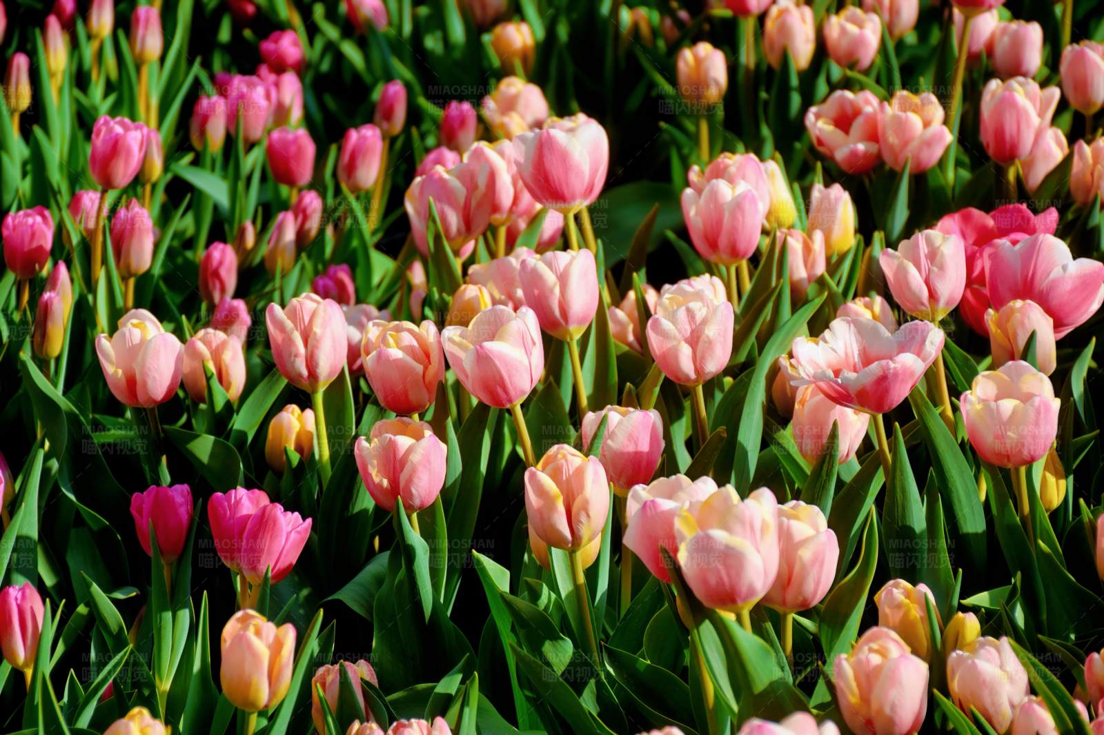 粉色郁金香花海