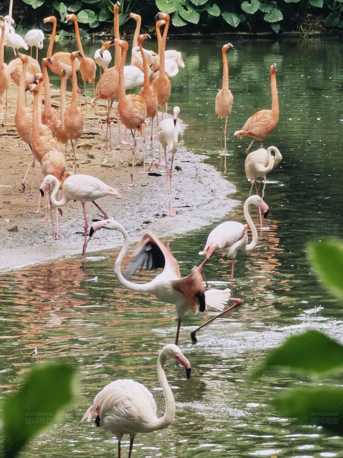 湖畔的火烈鳥群