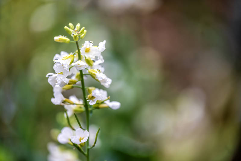 白花綠葉 春意盎然