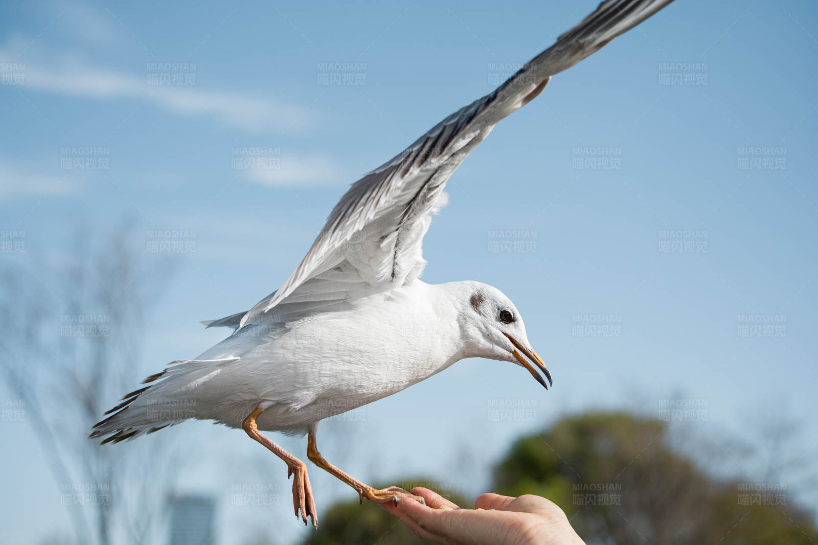 海鷗覓食瞬間