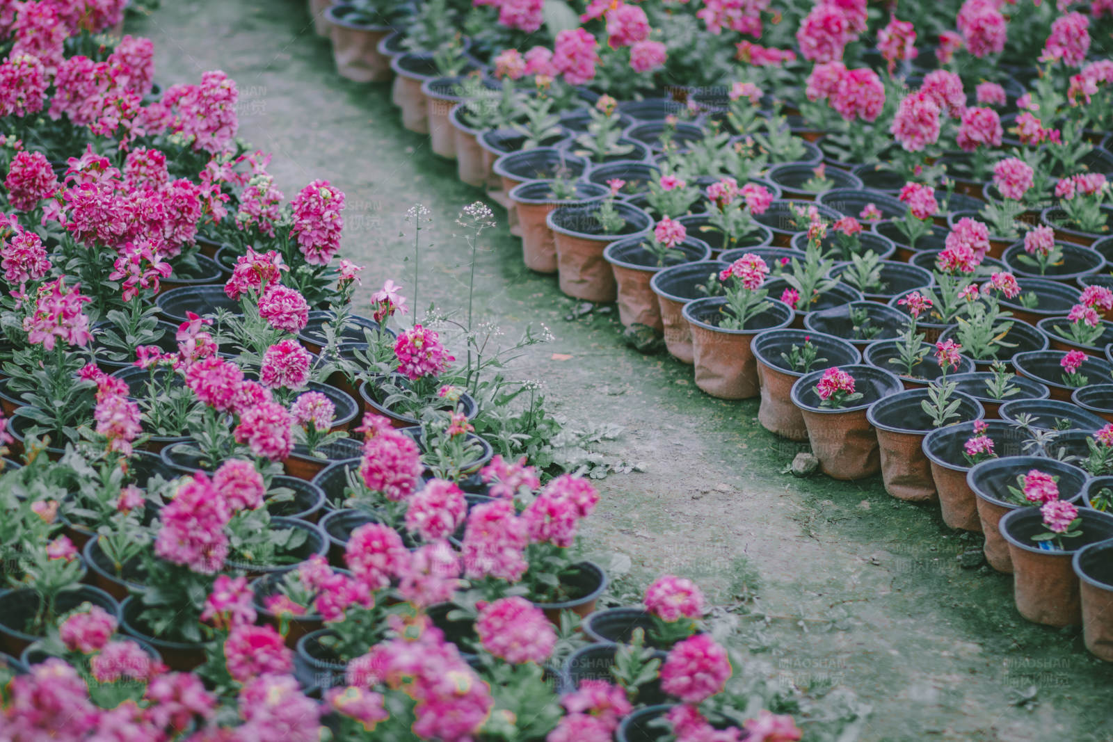 花壇里的粉色花朵