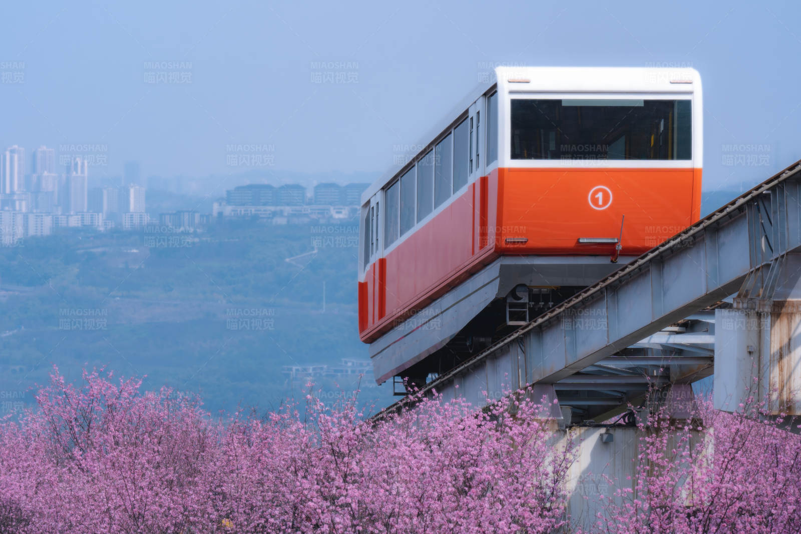山花爛漫 列車穿行